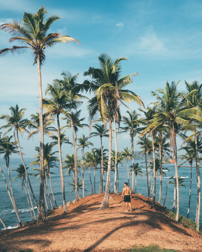 home-hero Man walking amidst coconut palms by the ocean in Mirissa, Sri Lanka, embodying tropical paradise vibes.