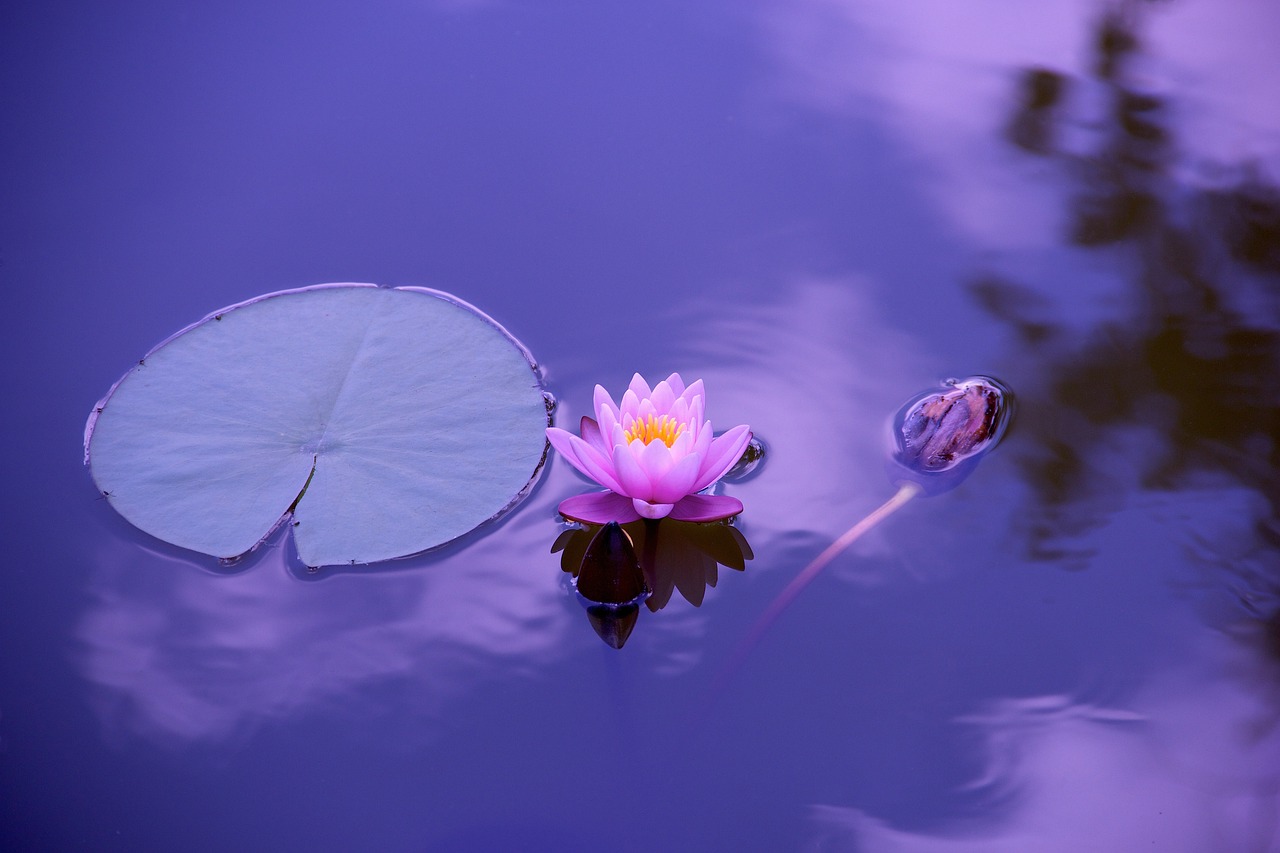 entdecken sie die transformative kraft des yoga. verbessern sie ihre flexibilität, reduzieren sie stress und finden sie innere ruhe mit unseren maßgeschneiderten yoga-kursen für alle levels.