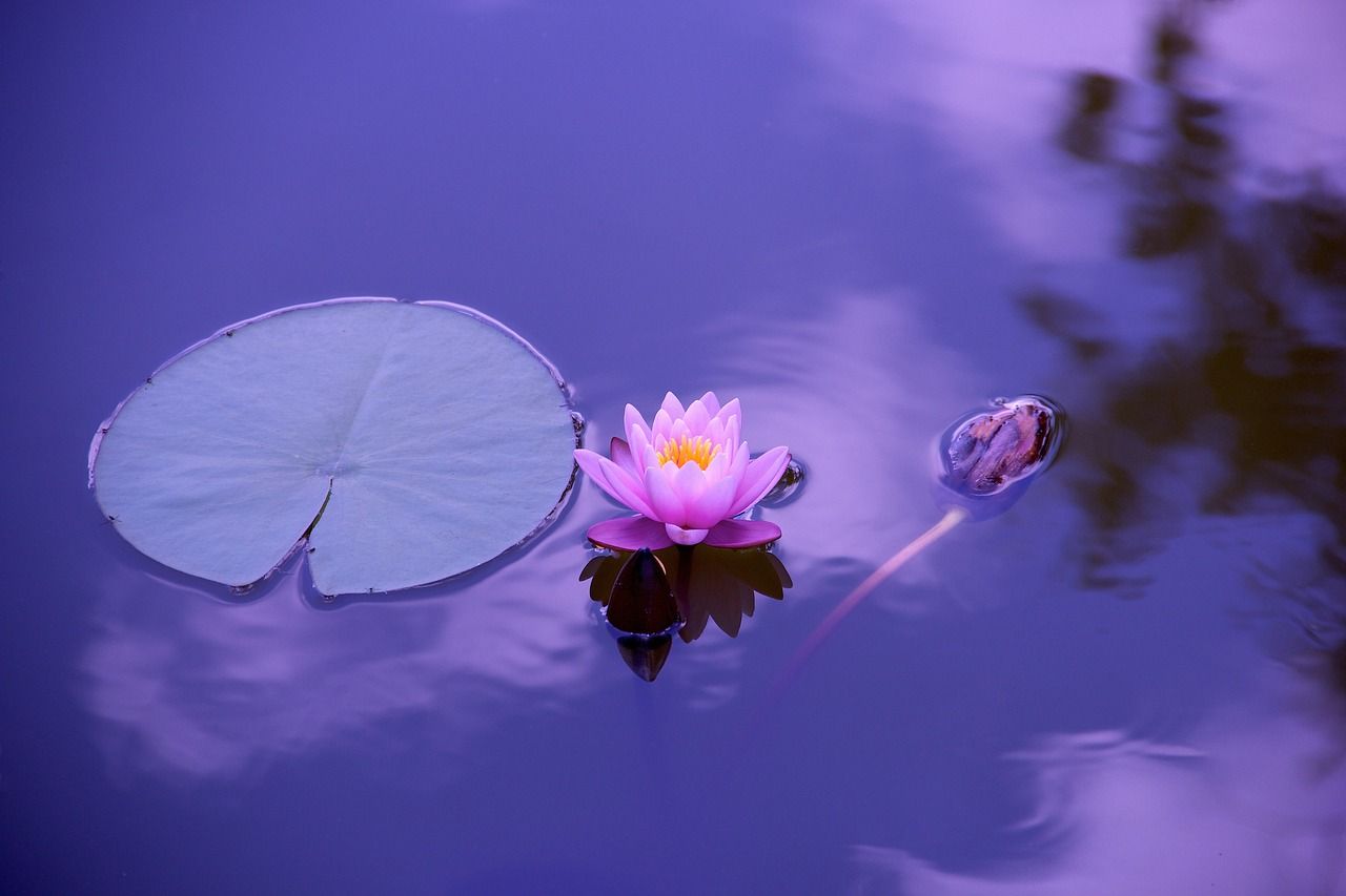entdecken sie die transformative kraft des yoga. verbessern sie ihre flexibilität, reduzieren sie stress und finden sie innere ruhe mit unseren maßgeschneiderten yoga-kursen für alle levels.