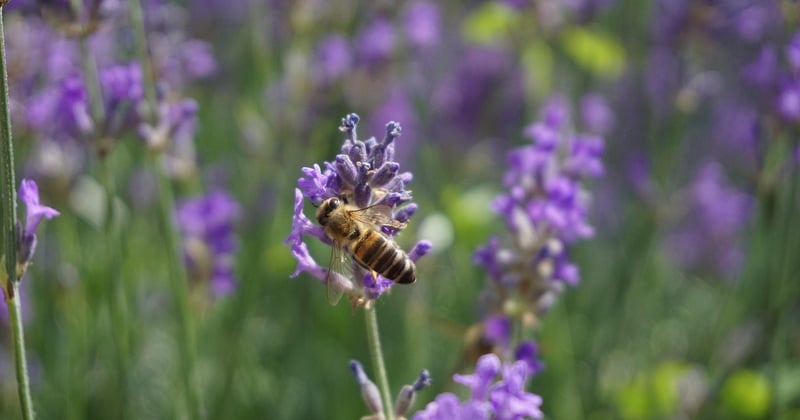 Lavendel Stecklinge vermehren: So gelingt es ganz einfach