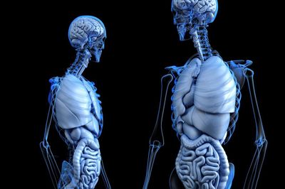 Welche Lebensmittel fördern die Darmgesundheit am effektivsten?